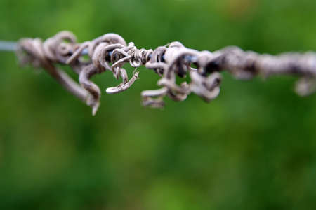 Grapevine curls on the wire