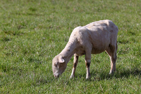sheep in the pastureの写真素材