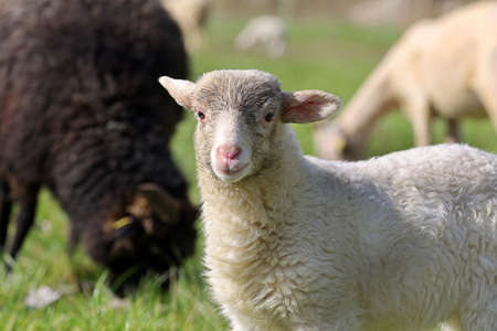 lamb in the pasture