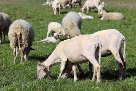 sheep in the pastureのeditorial素材