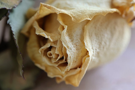 withered yellow rose blossomの写真素材