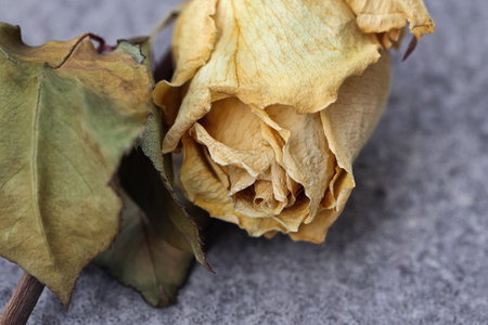 withered yellow rose blossomの写真素材