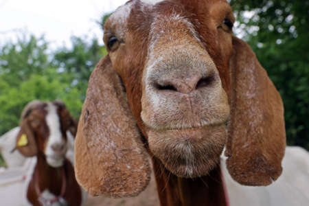 Portrait of boer goatの写真素材