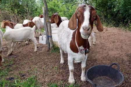 Portrait of boer goatの写真素材