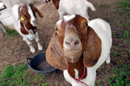 Portrait of boer goatの写真素材