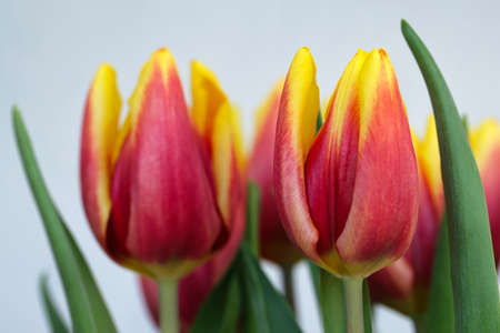 blooming tulip flowers closeup