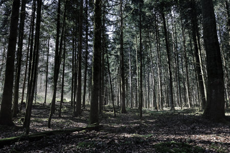 view into the forest