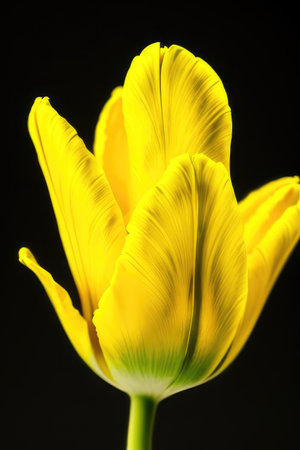 blooming tulip flowers, generated by artificial intelligenceの素材