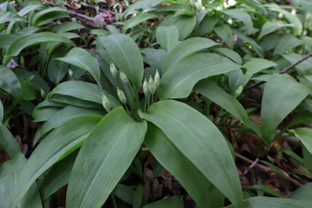 wild garlic with buds