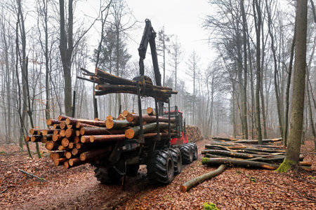 Forwarder, forestry vehicle, forestry workの写真素材