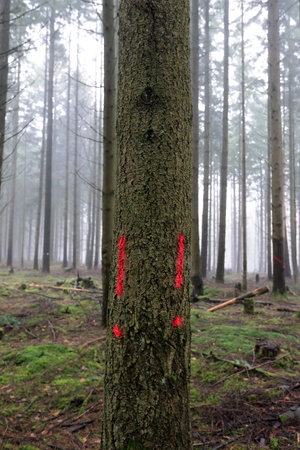 Tree markingの写真素材