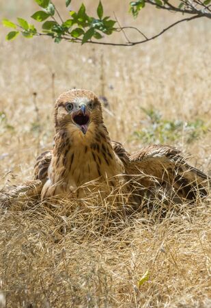 Crimea, Vitino, 2018-07-02のeditorial素材