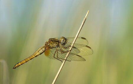 evpatoria, crimea, ukraine 2018-07-05のeditorial素材