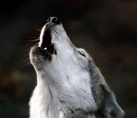 Wolf howls at the moon at nightの写真素材