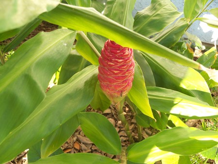 Closeup of a ruddy Shampoo Ginger flower stalkの写真素材