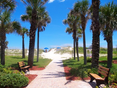 Palm trees line a path to the beachの写真素材