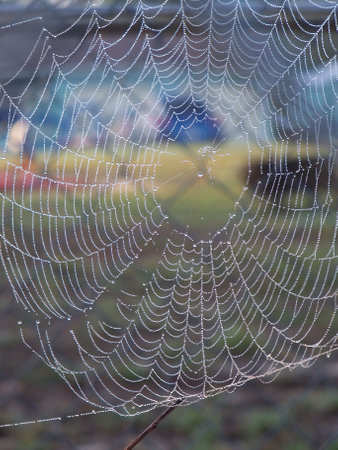 spider web with dew drops in the morning on a blurred backgroundの写真素材