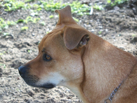 Brown dog in the garden looking away from the camera, close-upの写真素材