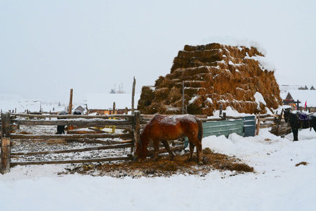 Horse in the snow in the village of Bukovel, Ukraineの写真素材