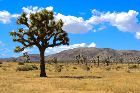 Joshua Tree National Park in California, United States of America (USA)の写真素材