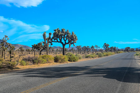 Road in Joshua Tree National Park, California, United States of Americaの写真素材