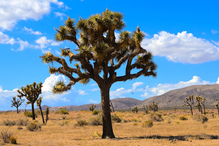 Joshua Tree National Park, California, USA. Famous tourist attraction.の写真素材