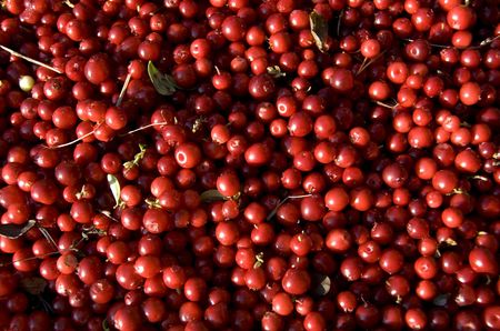 cowberries
