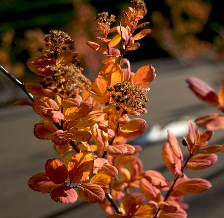 Autumn colors