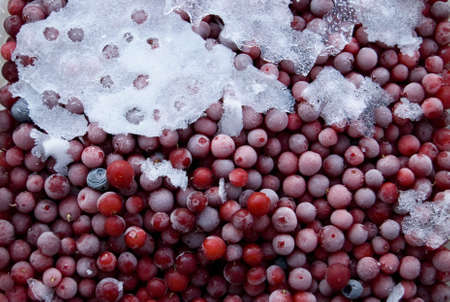 Ice lingonberriesの写真素材