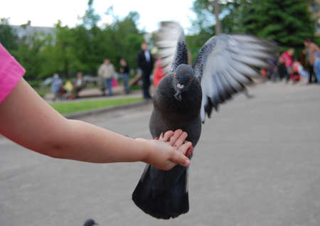 Girl and birdsの写真素材