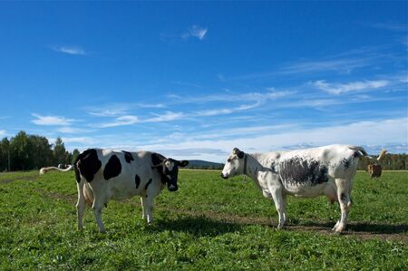 Two cows in swedish fjeldの写真素材