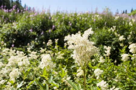 Summer flowers in Norway fjordの写真素材