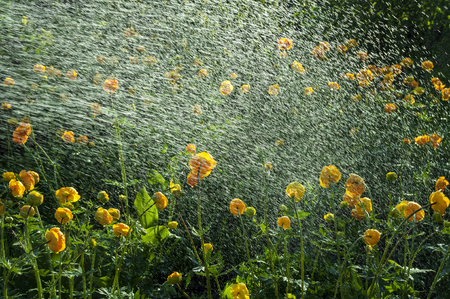 Watering flowers trollius in the gardenの写真素材