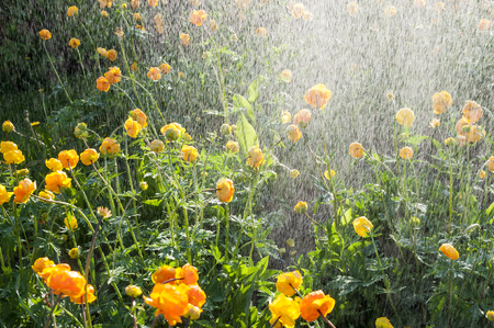 Watering flowers trollius in the gardenの写真素材