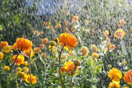 Watering flowers trollius in the gardenの写真素材