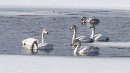 swans in lake in Norrbottenの写真素材