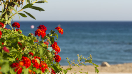 flowers of Rhodes on beach backgroundの写真素材