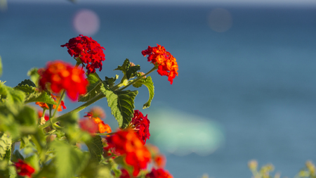 flowers of Rhodes on beach backgroundの写真素材