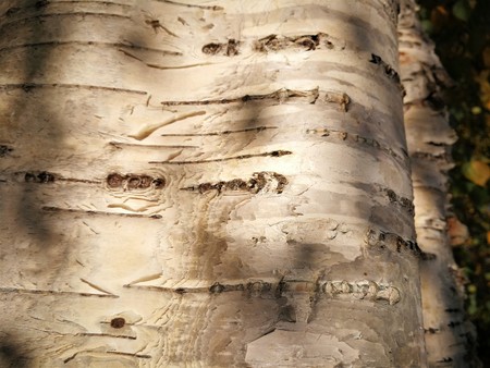 The texture of birch bark as natural organic background