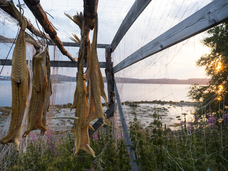 Dry cod in Norway, Finmark on sunrise backgroundの写真素材