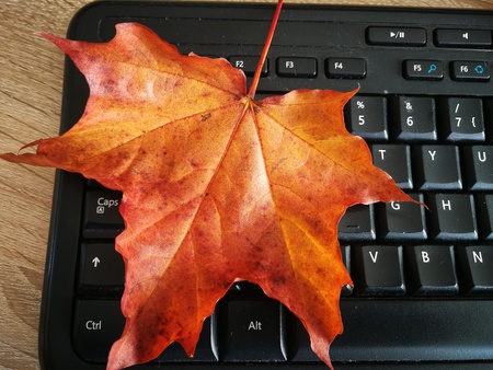 Red yellow maple autumn leaves on keyboardの写真素材
