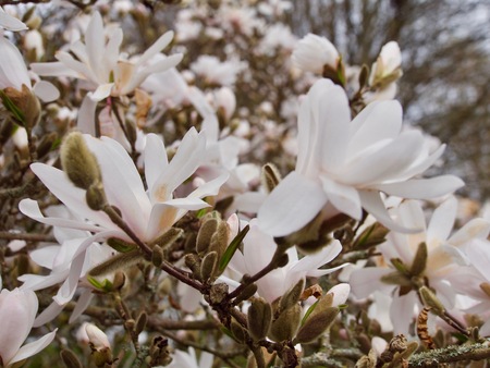 Amazing nature of white magnolia under sunlight at middle of summer or spring day.の写真素材