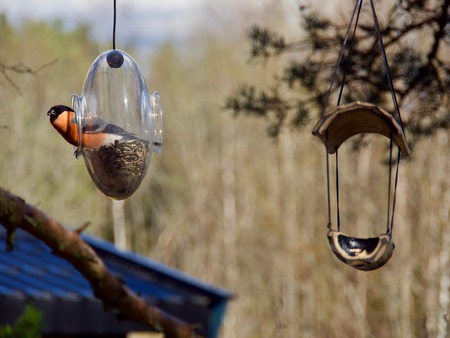 Eurasian bullfinch,の写真素材