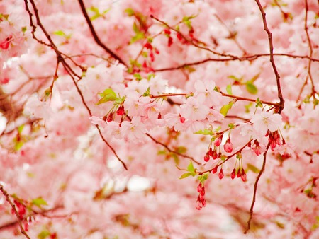 Cherry blossom in Stockholm