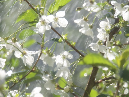 Spring Cherry blossoms in the rain ,