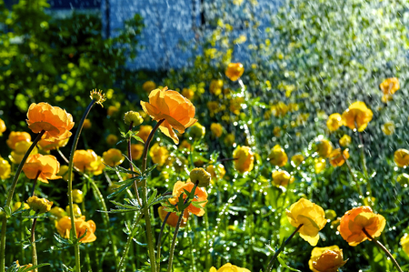 Trollius europaeusの写真素材