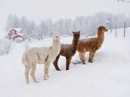 Alpaca Llama winterAlpaca Llama in winter in the North of Swedenの写真素材