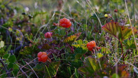 Cloudberry closeup in Swedish Lapland