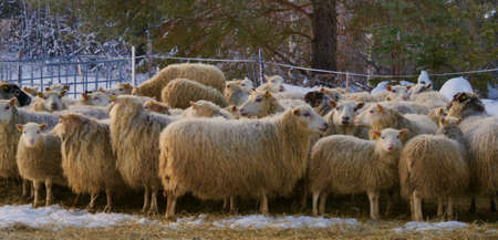 Herd of sheep skudde eat the hay meadow covered with snow. Winter on the farm.