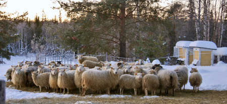 Sheep walking in snow at a farmの写真素材